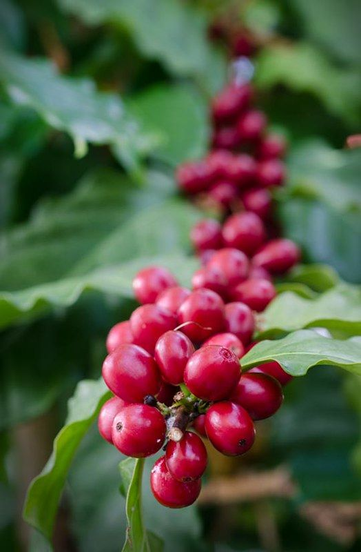 Coffea arabica: Grow this plant in your house to enjoy fresh Arabian coffee every day 2
