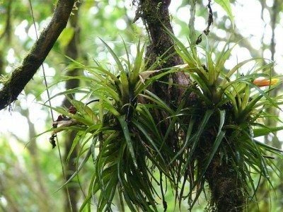 Epiphytic plants: Everything you need to know about air plants 2