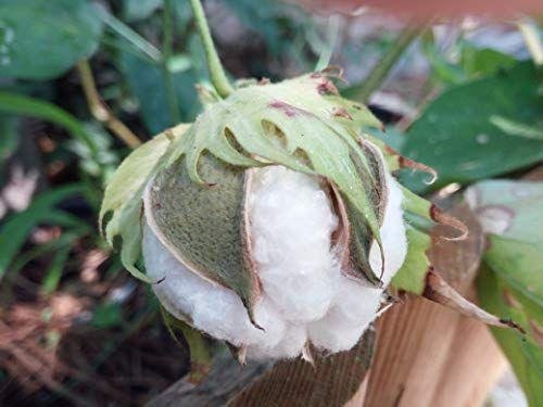 Gossypium: How you can grow and maintain the cotton plant 1