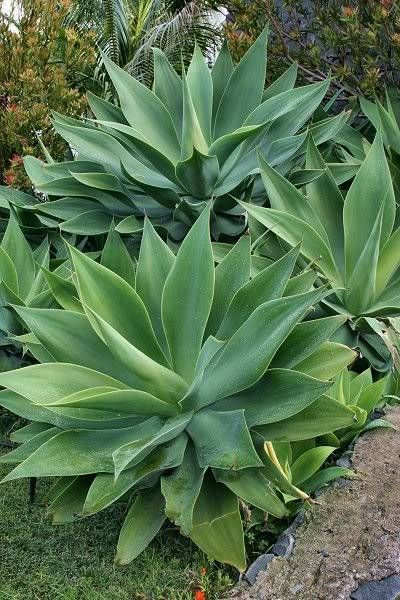 Agave attenuata: Grow and maintain the foxtail in your house 2