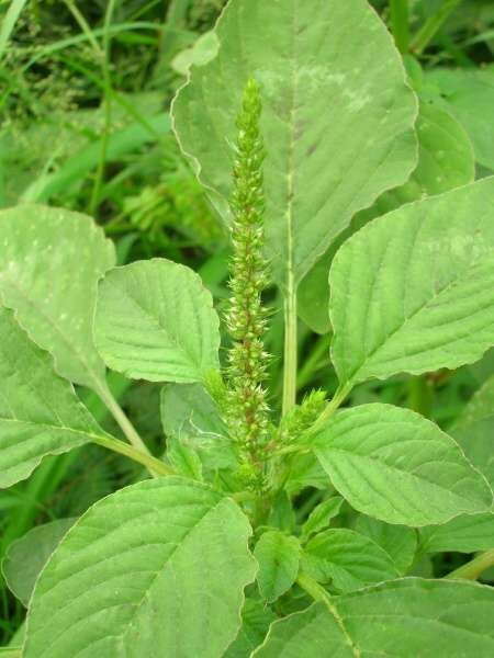 Amaranthus spinosus: Facts, physical description, uses, environmental impact, and how to control spiny amaranth 2