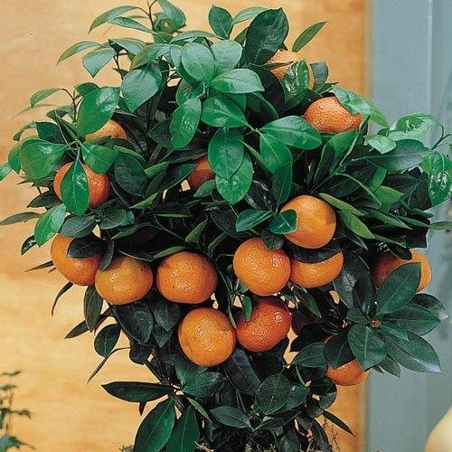 Citrinae: All about the citrus family and its newest addition