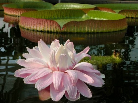 Victoria amazonica: Facts, features, growth, care, and uses of Amazon water lily 