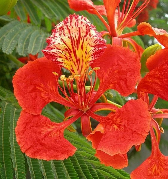 Delonix regia: Everything you need to know about royal poinciana 1