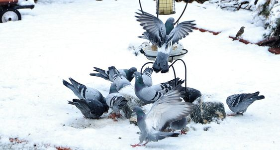 How to get rid of pigeons permanently 2