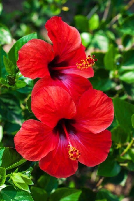argument repertoire Atlantic Mandara Flower: Facts, How to Grow, and Maintenance