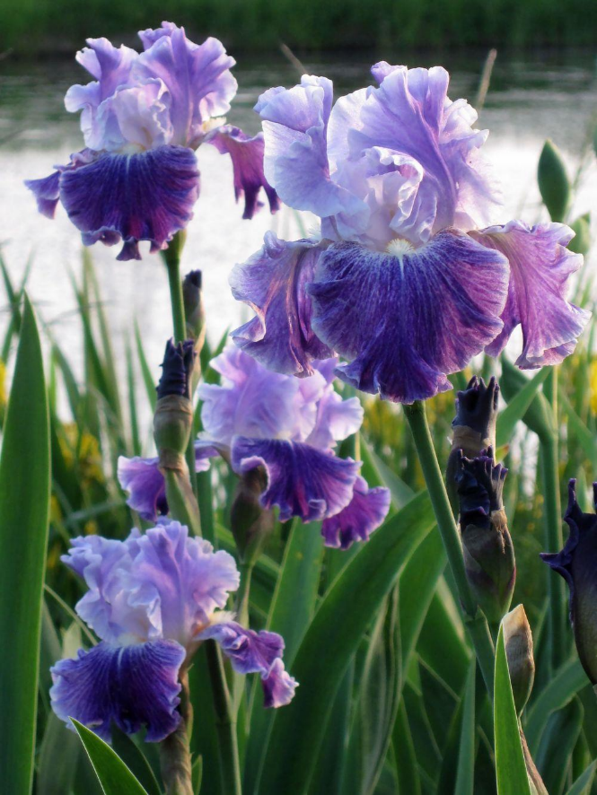 Iris flower: Facts, physical features, growth, maintenance, toxicity, and uses 2