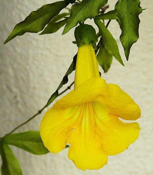 Dolichandra unguis-cati: All you need to know about cat’s claw trumpet 2