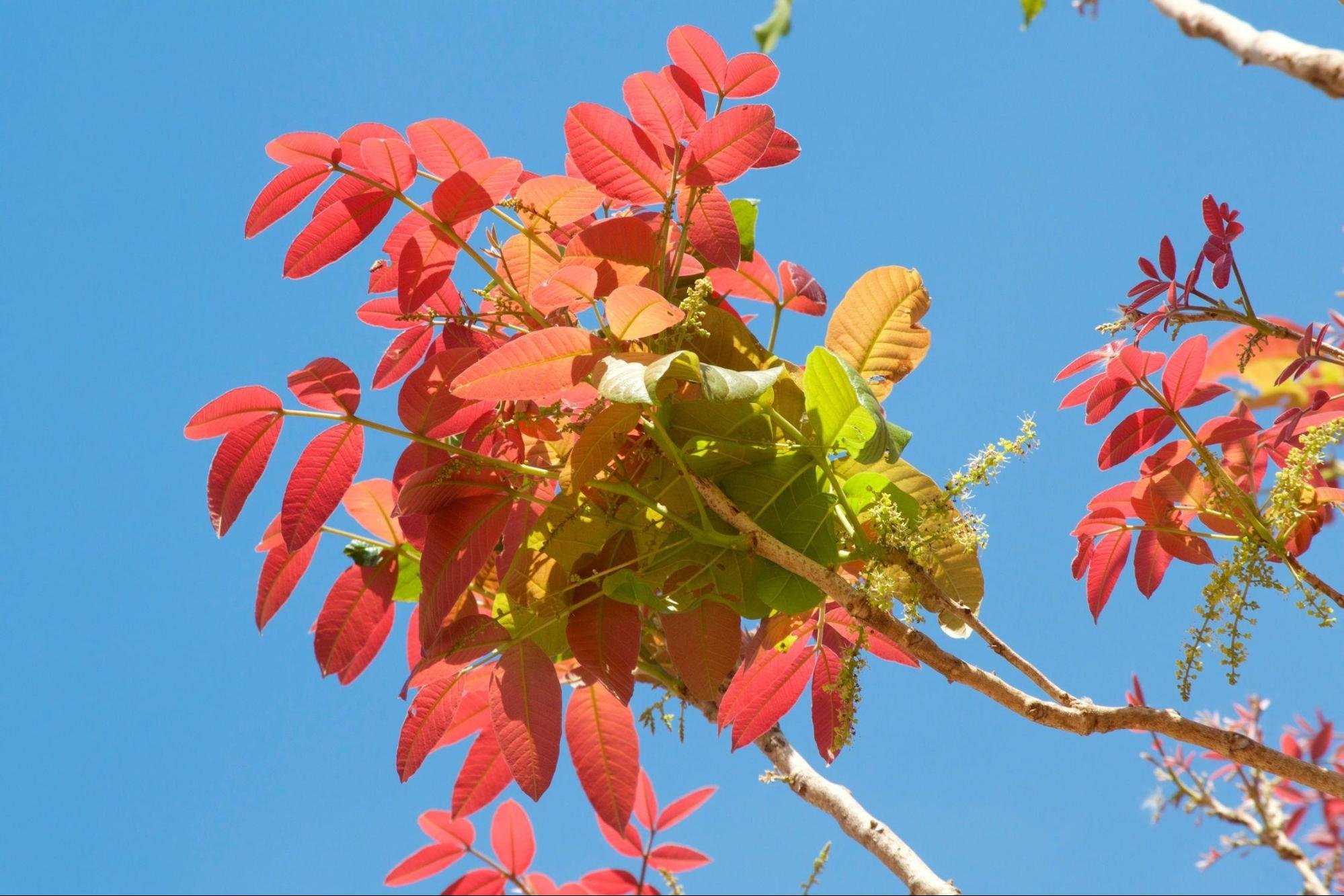 Kusum tree: Facts, features, growing tips, maintenance, uses, and toxicity of Ceylon oak 2