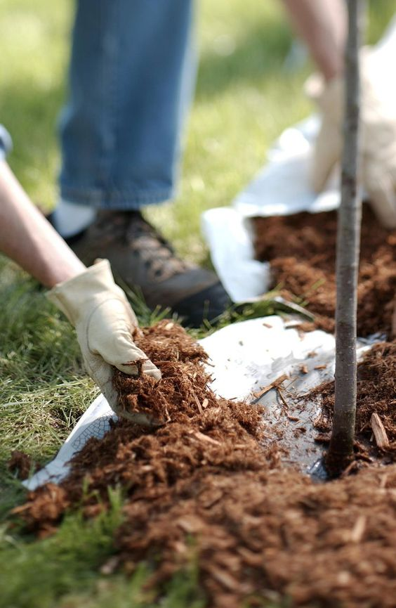 Mulching: Everything you need to know about it 1