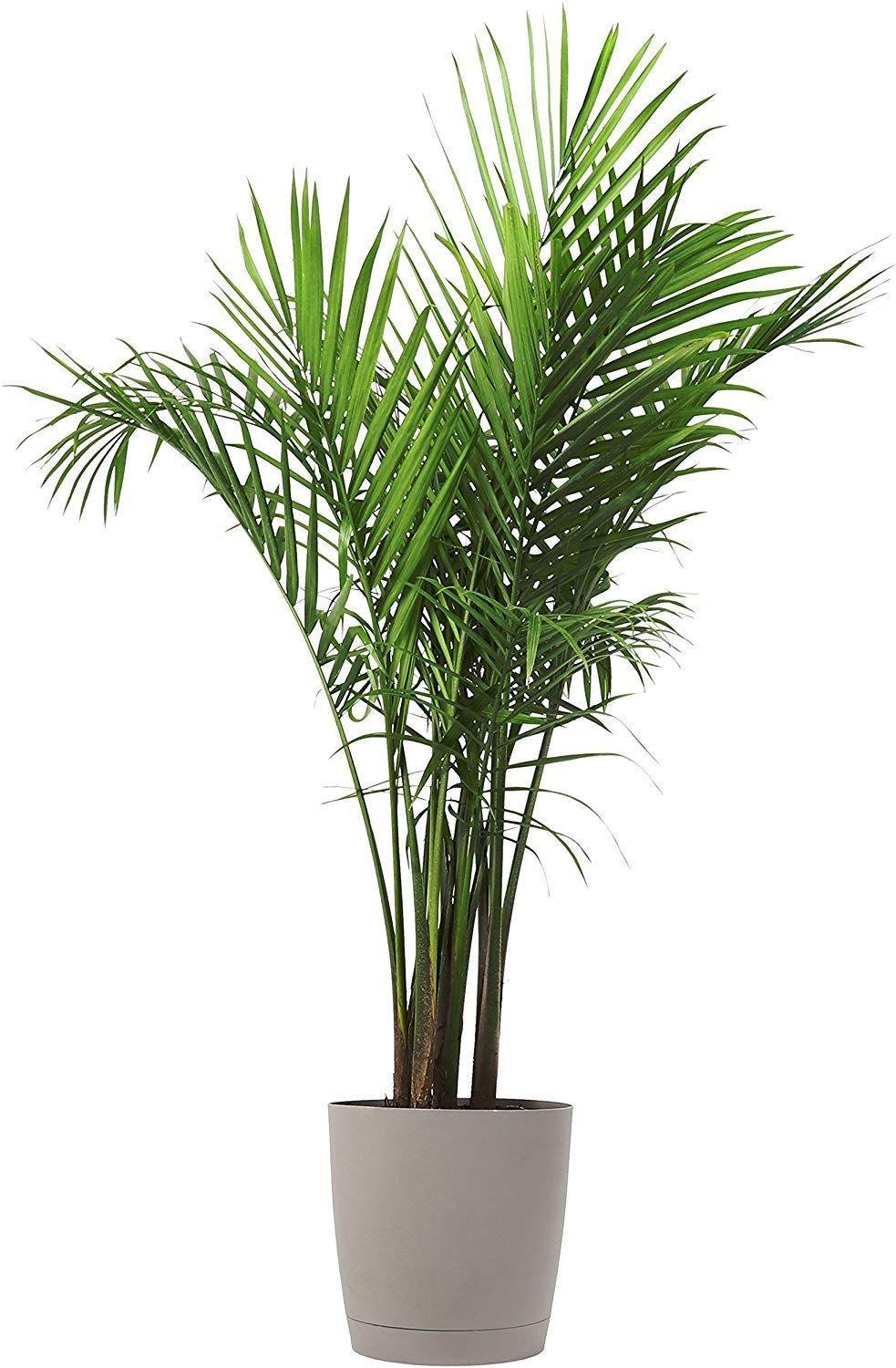 Palm plant for your home: Facts, physical description, types, growth, maintenance, uses and toxicity 2