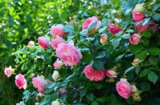 How to grow and maintain Floribunda rose: Some quick facts and tips 2
