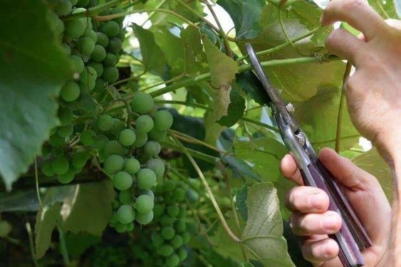 Planning to grow grape vines in your garden? Here’s what you should know 2