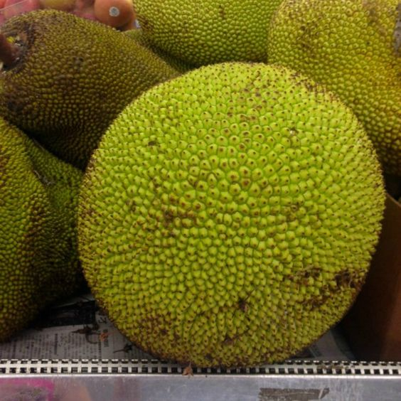 Jackfruit: Know how to grow and care for this fruit 1