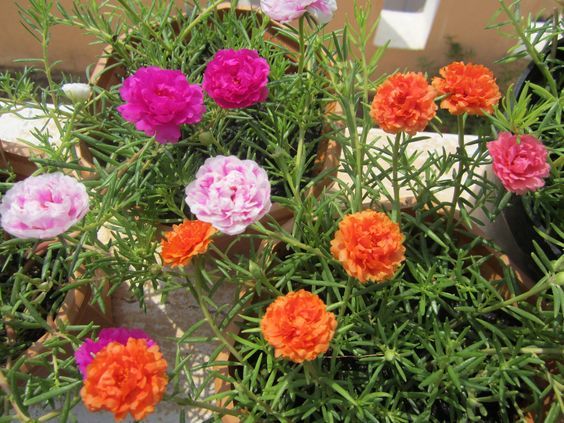 Table rose plant: Facts, physical characteristics, propagation, maintenance, toxicity, and uses of Portulaca grandiflora 1
