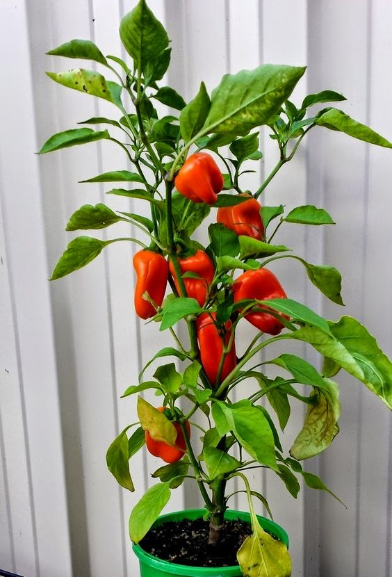 Capsicum plant: Facts, physical features, growth, care, uses, benefits, and side-effects of Capsicum annum 1