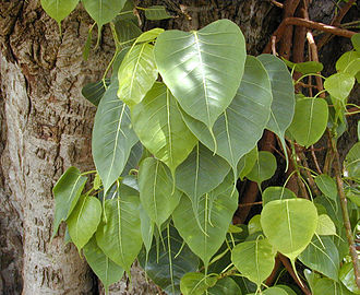 Sacred fig: Key facts, physical features, significance, growth, maintenance, benefits, uses, and toxicity of Ficus religiosa 1