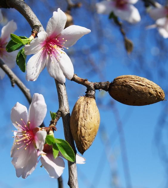 Almond tree: Facts, physical features, cultivation, maintenance, uses and benefits, and toxicity of Prunus dulcis 2
