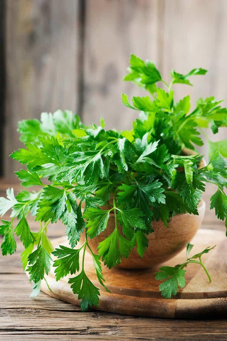 Parsley leaves Facts, types, uses, growth and maintenance