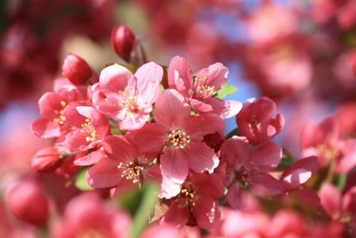 Blossom flowers: What are they, quick facts, types, and uses 7