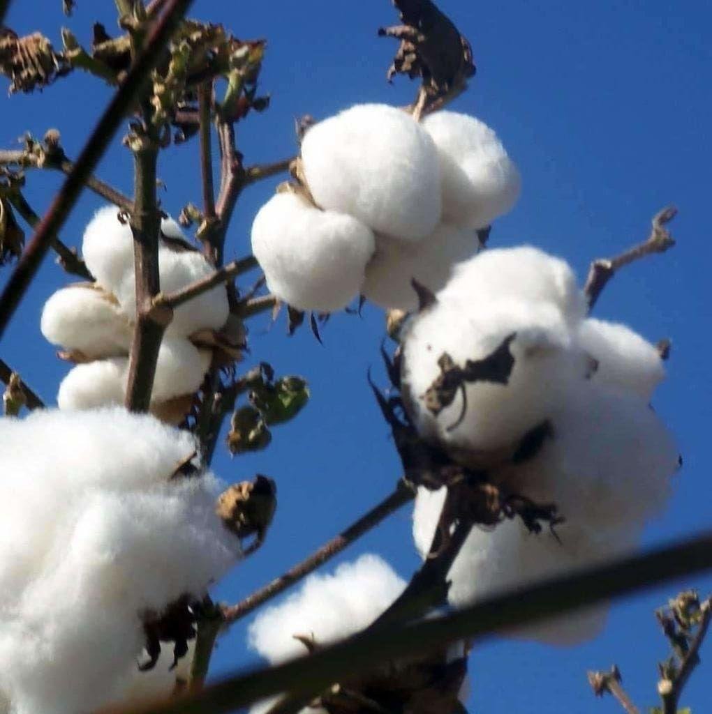 Gossypium: How you can grow and maintain the cotton plant 3