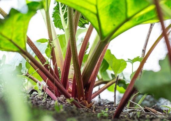 Stem vegetables: Here are a few easy-to-grow stem vegetables in your home garden 4