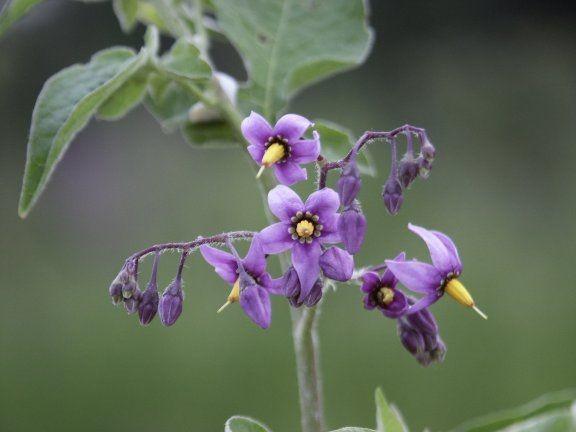 Nightshade plants Facts varieties care tips benefits uses