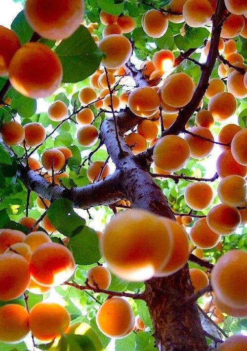 Prunus armeniaca: Key facts, features, types, growth, maintenance, uses, and toxicity of Apricot 2