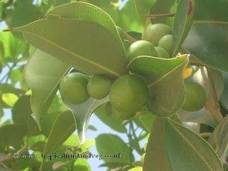 Cordia dichotoma: Take advantage of the numerous medicinal benefits of Indian cherry 3