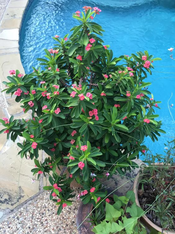 Crown of thorns: Grow this perennial vine in your home 3