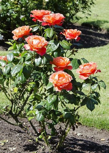 How to grow and maintain Floribunda rose: Some quick facts and tips 3