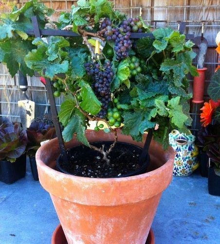 Planning to grow grape vines in your garden? Here’s what you should know 1