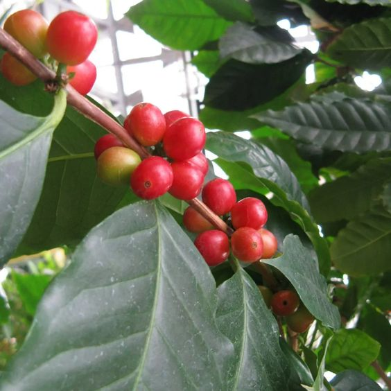 Coffea arabica: Grow this plant in your house to enjoy fresh Arabian coffee every day 3