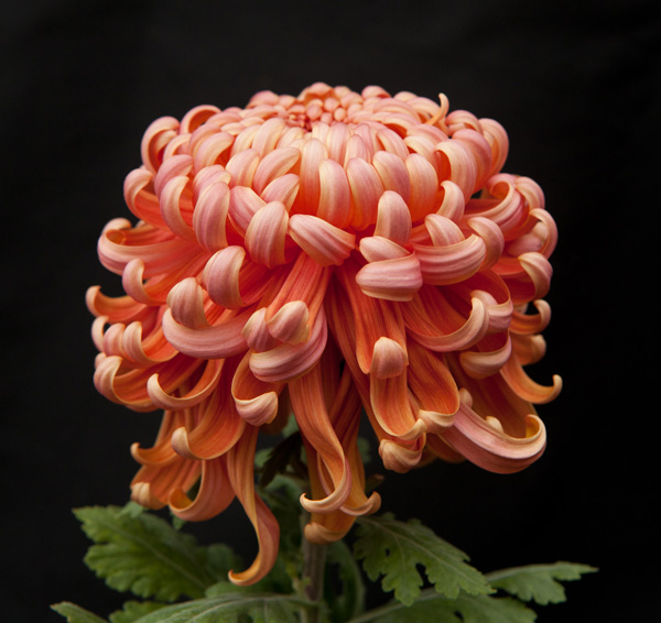 Chrysanthemums: A short guide 2