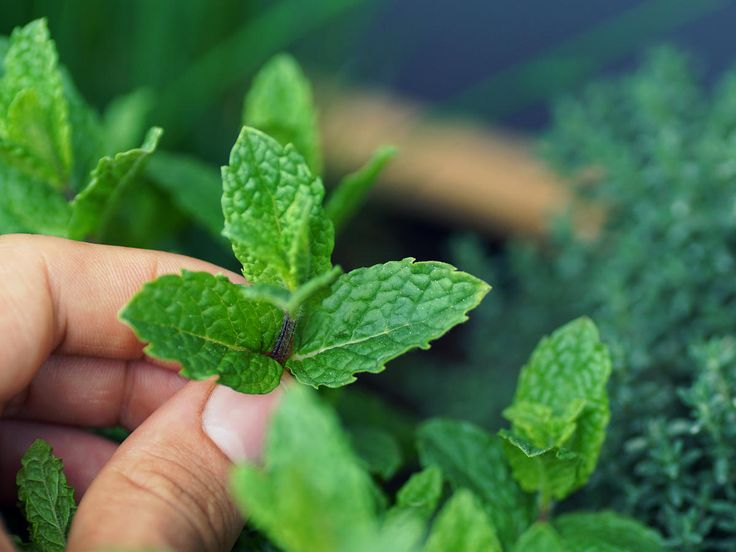 Peppermint plant: A guide on cultivation and maintenance of Mentha piperita 