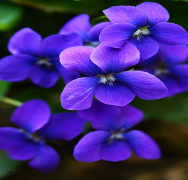 Growing and caring for violet flowers 1