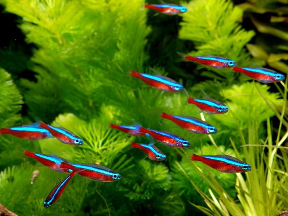 Your guide to the best fish for an aquarium at home 