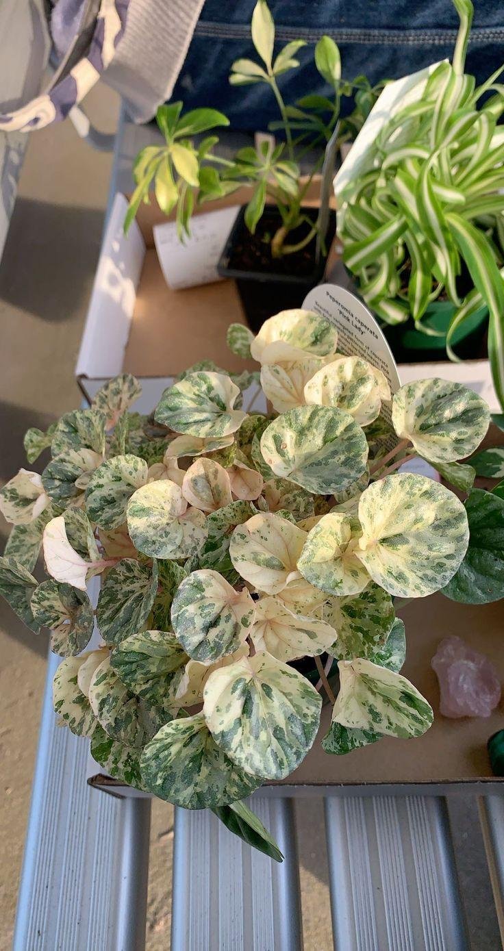 Peperomia pellucida: Know why the radiator plant is the minimalist’s choice 3