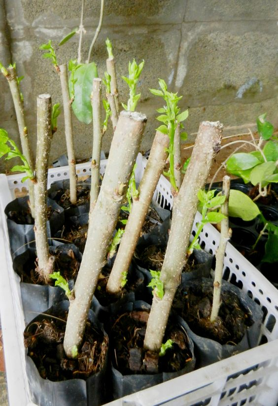 Vegetative propagation: All you need to know 1