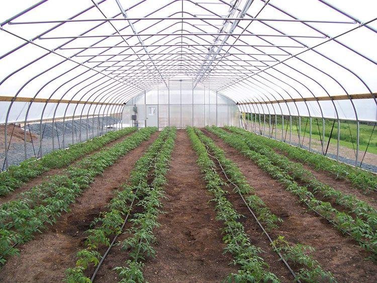 Polyhouse farming: The better greenhouse farming method? 4