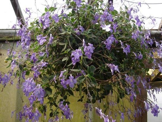 Best outdoor hanging plants for your pro 4
