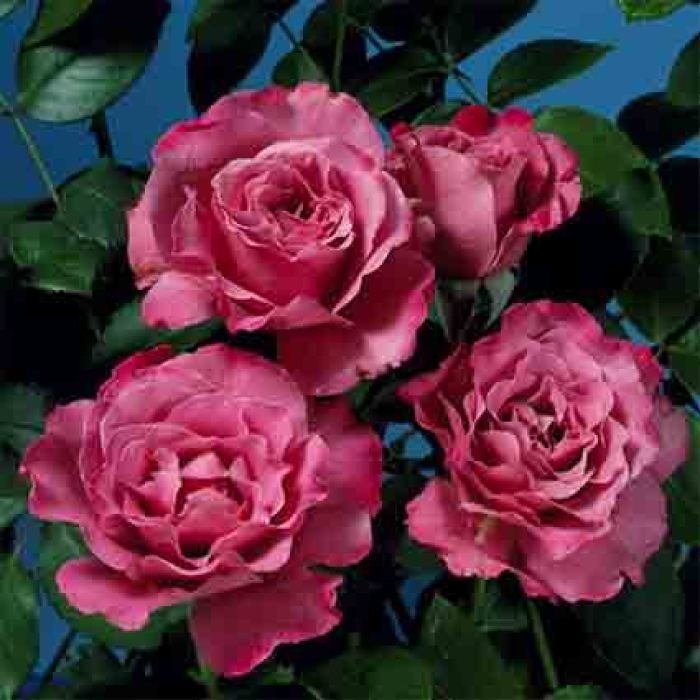 How to grow and maintain Floribunda rose: Some quick facts and tips 1