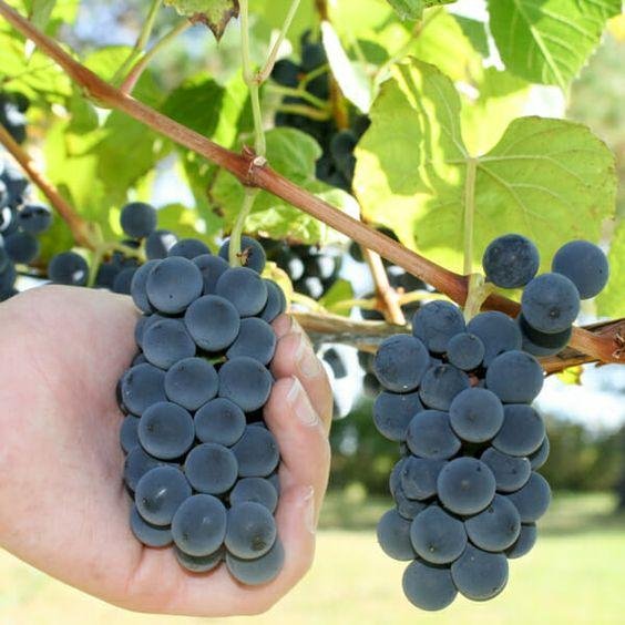 Planning to grow grape vines in your garden? Here’s what you should know 3