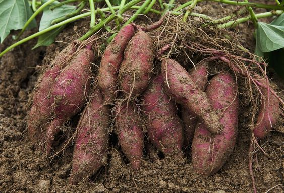 Sweet potato plant: Facts, features, varieties, growth, maintenance, harvesting, and health benefits of Ipomoea batatas 4