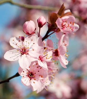 Blossom flowers: What are they, quick facts, types, and uses 1