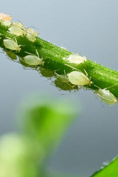 ऍफिड्स: कीटक जे वनस्पतींचे जीवन शोषून घेतात 1