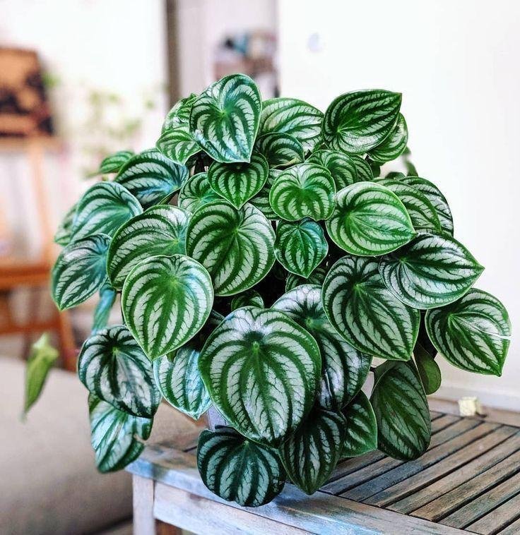 Peperomia pellucida: Know why the radiator plant is the minimalist’s choice 4