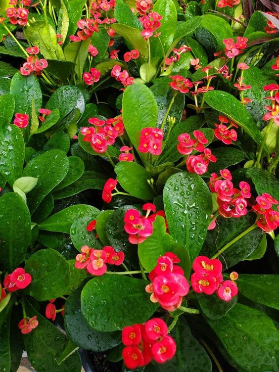 Crown of thorns: Grow this perennial vine in your home 5