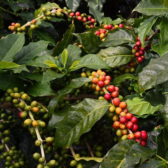 Coffea arabica: Grow this plant in your house to enjoy fresh Arabian coffee every day 5