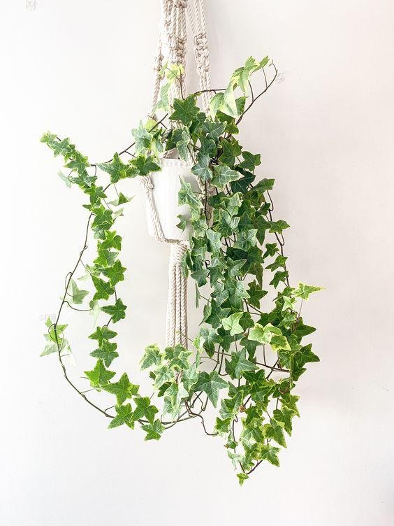 Best outdoor hanging plants for your pro 3